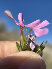 Phlox longifolia
