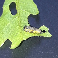 Coptocycla adamantina