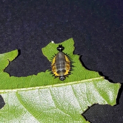 Coptocycla adamantina