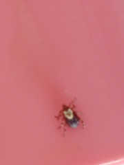 Dermacentor occidentalis