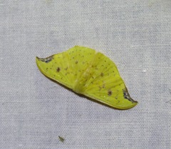 Tridrepana lunulata