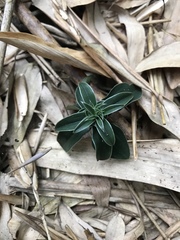 Gentiana bambuseti