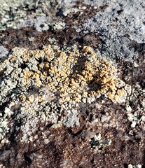 Rhizoplaca subdiscrepans