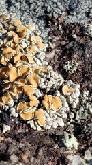 Rhizoplaca subdiscrepans