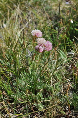Armeria maritima sibirica