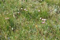 Armeria maritima sibirica
