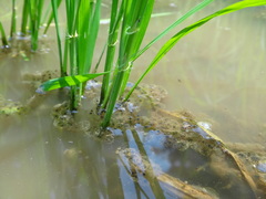 Pelophylax porosus porosus