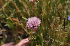 Armeria maritima sibirica