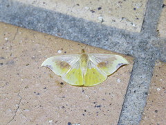 Tridrepana lunulata