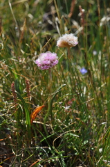 Armeria maritima sibirica