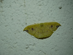Tridrepana lunulata
