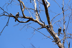 Buteo plagiatus