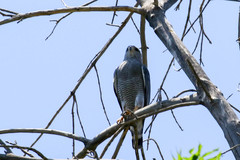 Buteo plagiatus
