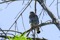 Buteo plagiatus