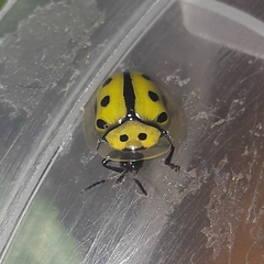 Coptocycla adamantina