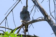Buteo plagiatus