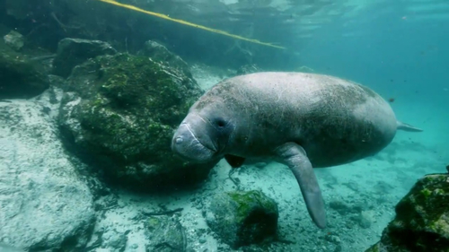 West Indian Manatee