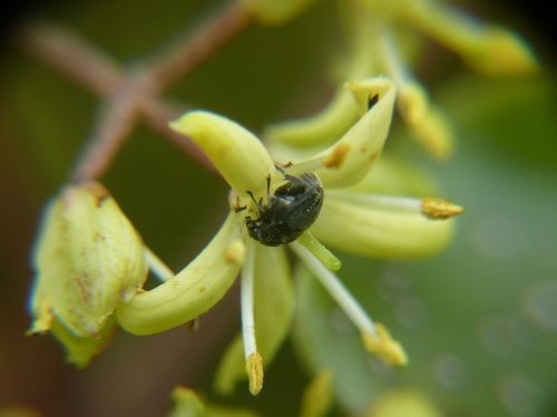 Broom Seed Beetle photo 4
