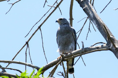 Buteo plagiatus
