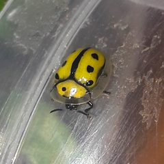 Coptocycla adamantina