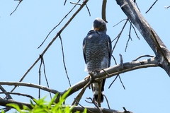 Buteo plagiatus
