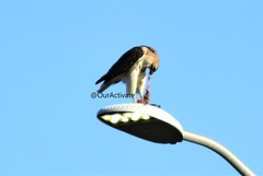 Buteo jamaicensis
