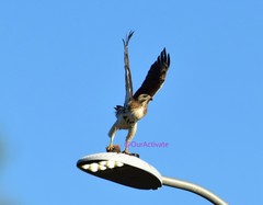 Buteo jamaicensis