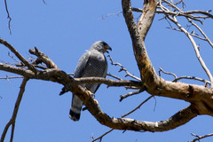 Buteo plagiatus