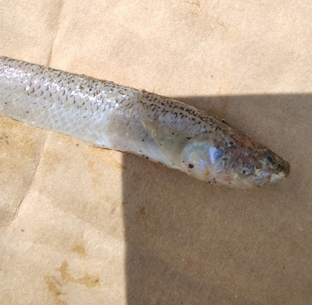 Panamic stargazer (Dactylagnus parvus) — Dactyloscopidae