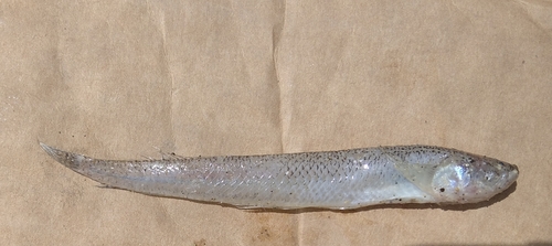 Panamic stargazer (Dactylagnus parvus) — Dactyloscopidae