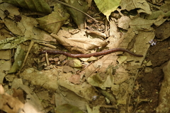 Gymnophiona