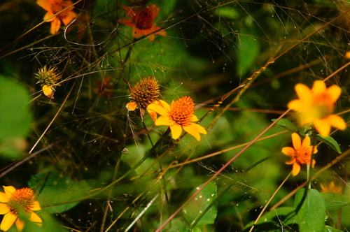Tehuana calzadae Panero & Villaseñor