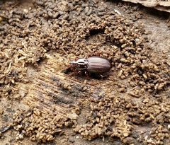 Gastrellarius honestus