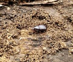 Gastrellarius honestus