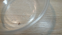 Pseudomethoca athamas