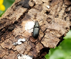 Platycerus
