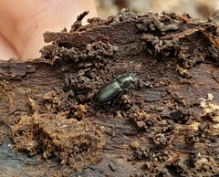 Platycerus