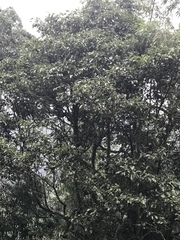 Trochodendron aralioides