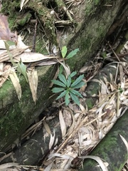 Lysionotus pauciflorus