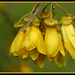 Small-leaved Kowhai - Photo (c) Alan Vernon, some rights reserved (CC BY-NC-SA)