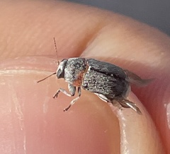 Pachybrachis thoracicus