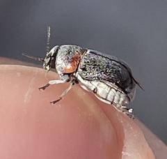 Pachybrachis thoracicus