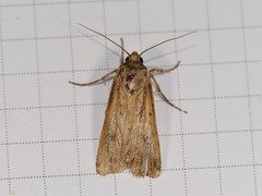 Tathorhynchus exsiccata
