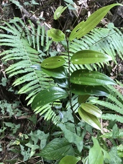 Cinnamomum subavenium