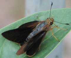 Cephrenes augiades
