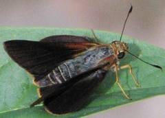 Cephrenes augiades