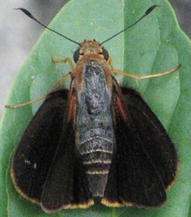 Cephrenes augiades