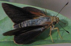Cephrenes augiades