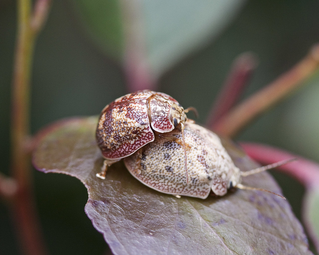 Paropsis