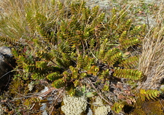 Veronica decumbens